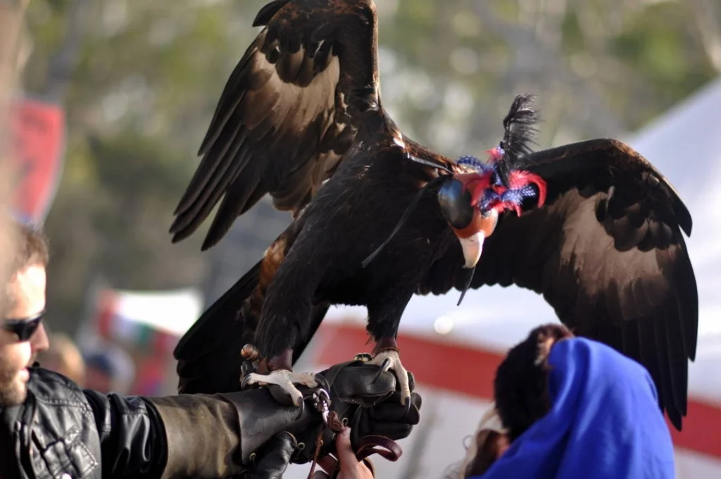 A wedge-tailed eagle at full wingspan on a gloved fist. There is no lens long enough to do justice to that moment from a safe distance.