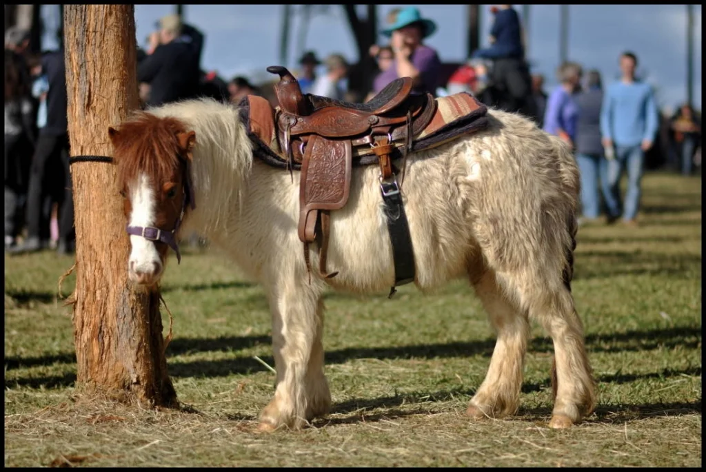 The smallest horse at the festival, saddled and waiting by a tree while the tournament roared a hundred metres away. Patience is a medieval virtue too.