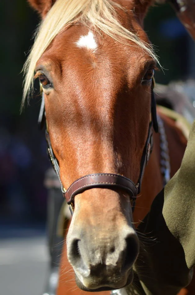 The horse was entirely unbothered by the crowd, the noise, the drums. I envied it the composure.