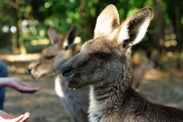Kangaroos in the free-range area approach with a sideways curiosity that is more photogenic than any enclosure encounter.
