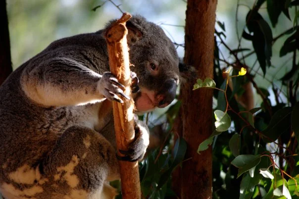 The koala moved once in forty minutes of watching — shifted its grip on the branch by about three centimetres. I had plenty of time to find the right light.