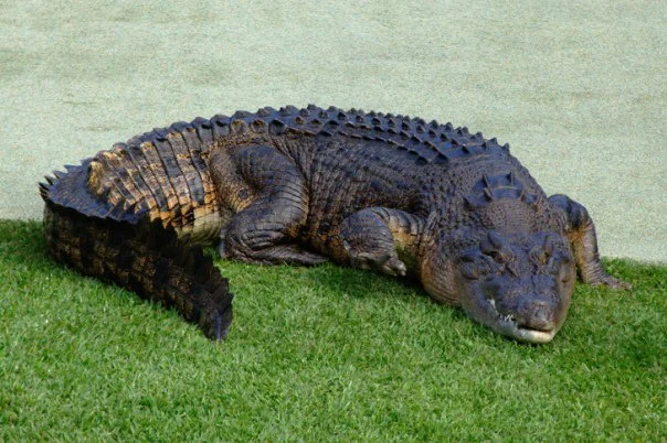 A four-metre saltwater crocodile on a grass lawn looks exactly as out of place as it should. The lawn makes the size of it legible.