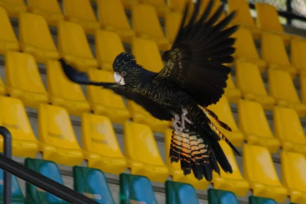 The red-tailed black cockatoo came in low over the stadium seating. Against the yellow chairs, the black and orange of the tail feathers was a colour combination I could not have planned.