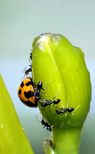 Everything you need for macro photography is in the botanic gardens. You just have to get low enough to find it.