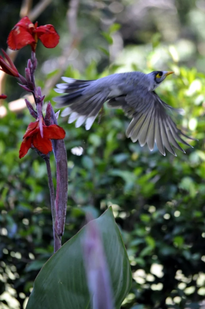 The botanic gardens reward early arrivals. The birds are most active in the first hour after sunrise and most of the people haven't arrived yet.