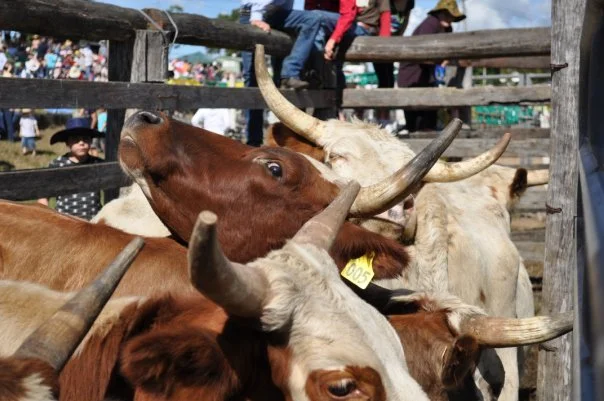 Bulls waiting in the pen, horns tangled together, completely unhurried. In twenty minutes one of them will be the most dangerous thing in the arena.