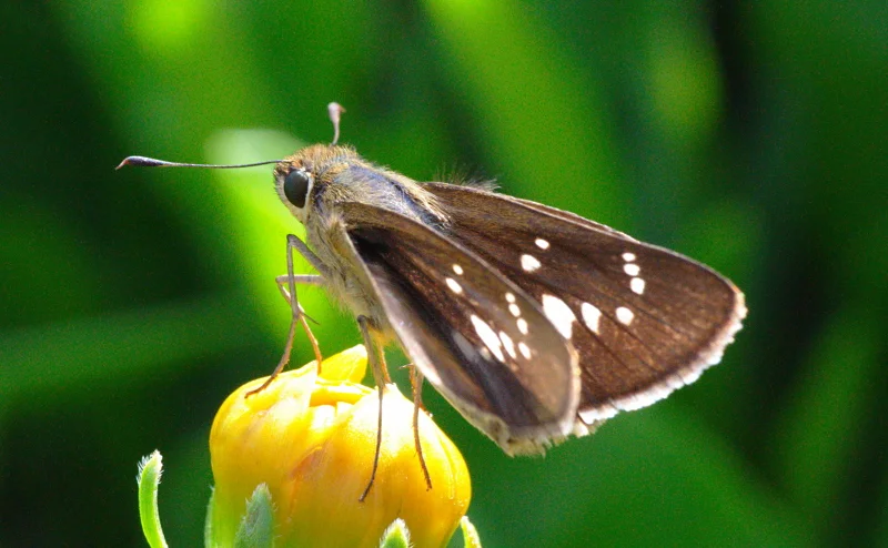 A butterfly on a yellow flower, both completely still for one second. That second is why you carry the camera.