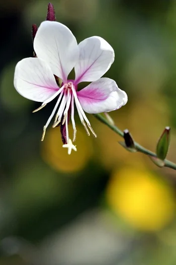 Macro photography teaches you patience and proximity. Everything interesting is closer than you think.